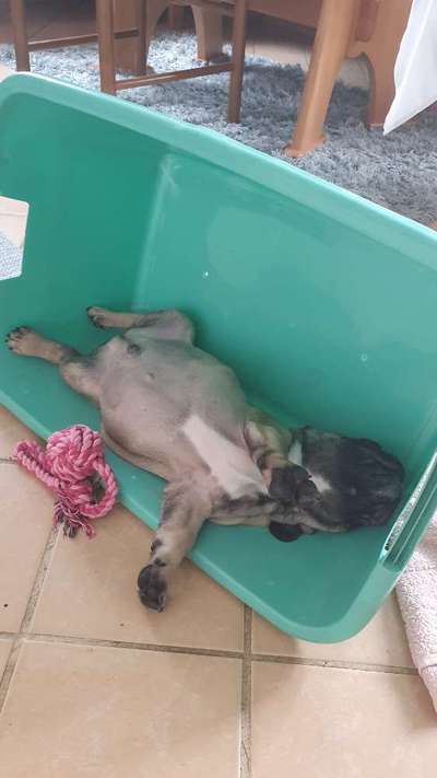 Französische Bulldoggen-Beitrag-Bild