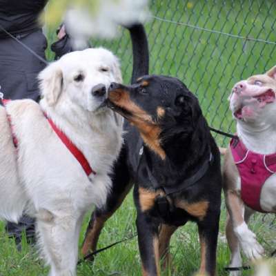 Hundetreffen-Spielen, Gassi und Trainieren🐾-Bild