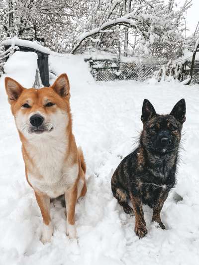 Hundetreffen-Social Walk Tauberbischofsheim-Bild