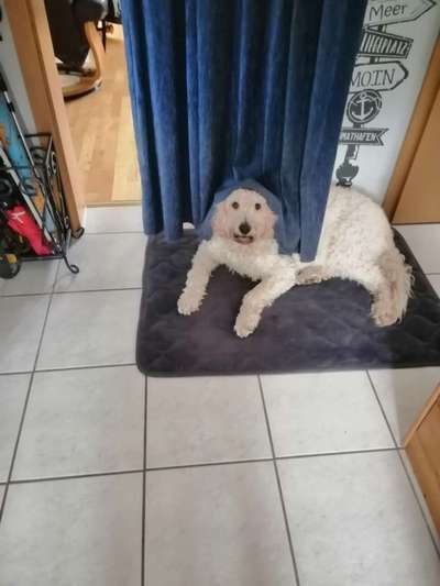 Goldendoodle-Beitrag-Bild