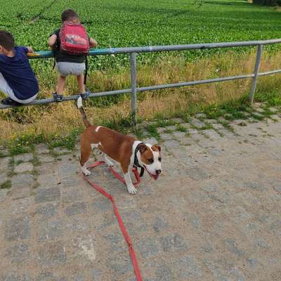 Hundetreffen-Apollo sucht Spielgefährten-Bild