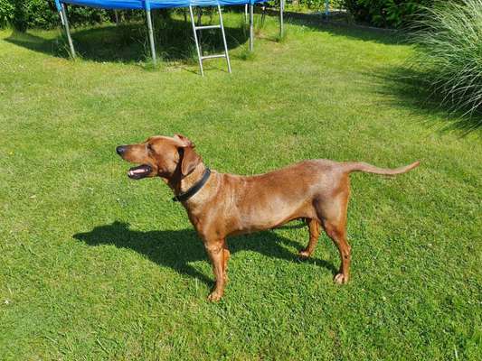 Seltene Rassen!-Beitrag-Bild