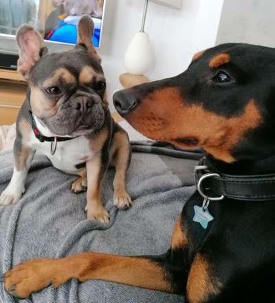 Liebhaber des Deutschen Pinscher gesucht.-Beitrag-Bild