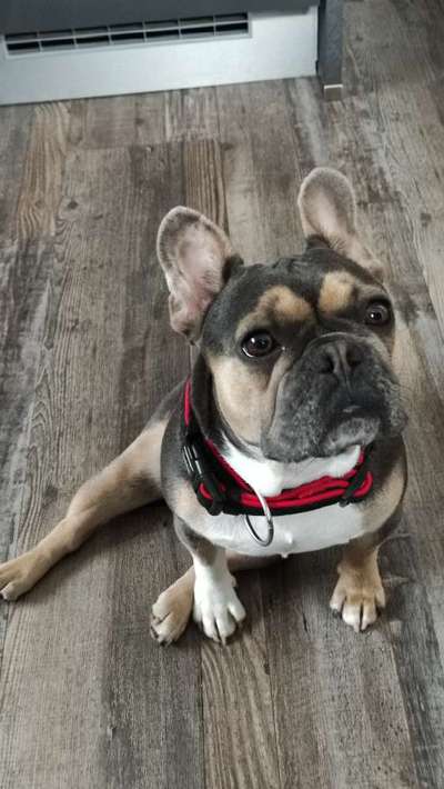 Kratzen am Bauch und Pfotenlecken-Beitrag-Bild