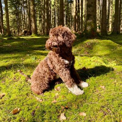 Challenge 23 : "  Euer Hund beim Frühlingserwachen "-Beitrag-Bild