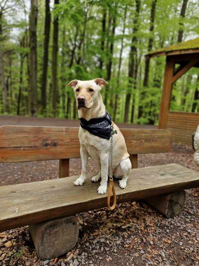 aktuelles Foto Gruppe Kangal