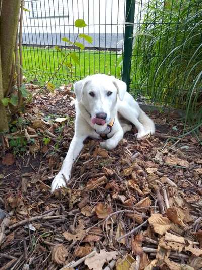 Rassenbestimmung- Tierschutzhund aus Rumänien-Beitrag-Bild