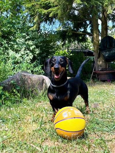 Hundetreffen-Suche Spielpartner (Kleinhunde bis Mittelgroße Hunde)-Bild