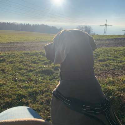 Hundetreffen-Spazieren, spielen und einwenig Training-Bild