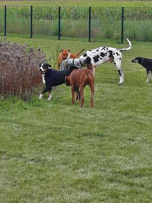 Hundeauslaufgebiet-Hundefreilauf Borken-Bild