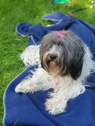 Tibet Terrier-Beitrag-Bild
