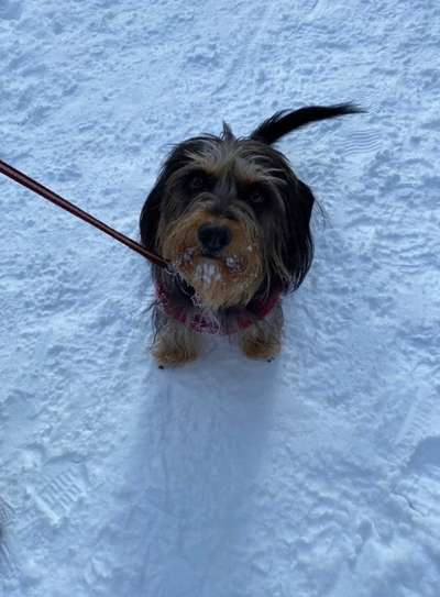 Dogorama Photo Challenge - Es wird nochmal kalt!-Beitrag-Bild