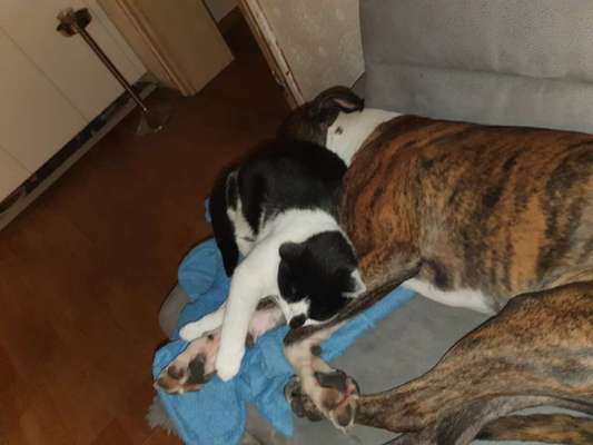 Hund und Katz Momente-Beitrag-Bild