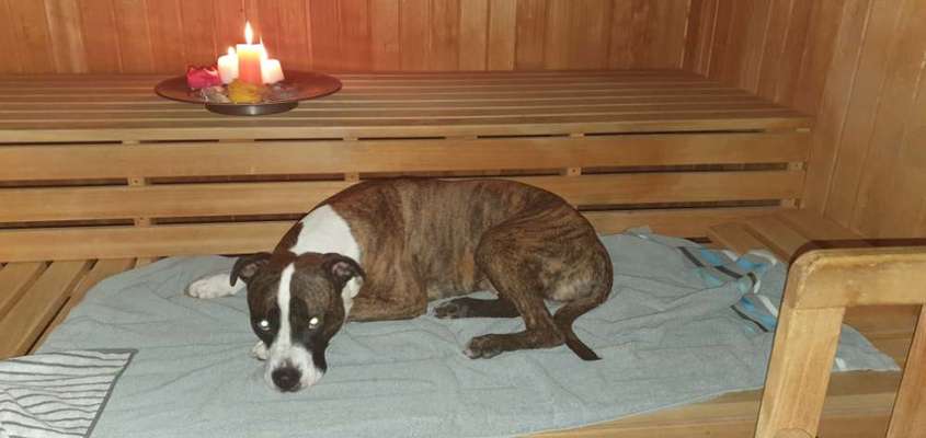 Hund in der Sauna-Beitrag-Bild