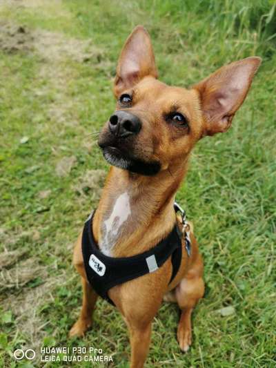 Wo sind die Zwergpinscher?-Beitrag-Bild