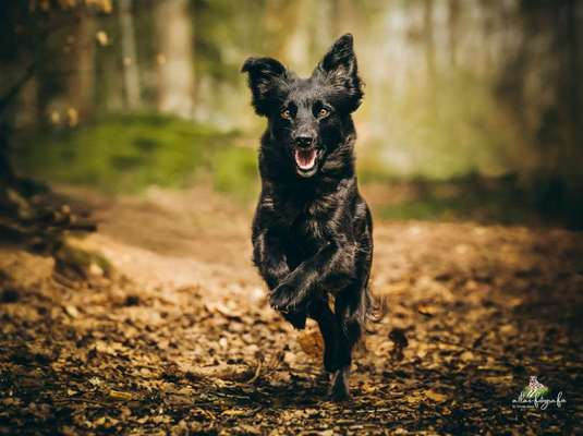 Berger des Pyrénéés-Beitrag-Bild