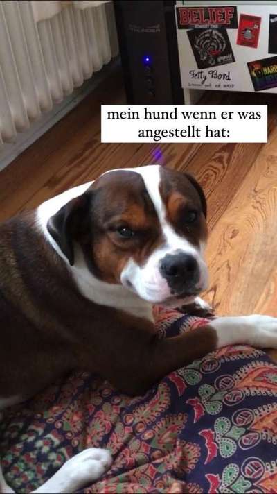 Dogorama Photo Challenge - Einmal lächeln bitte-Beitrag-Bild