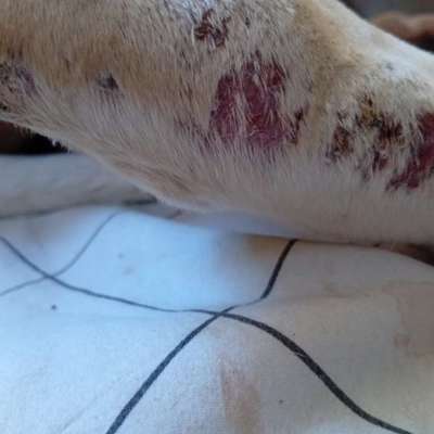 Plötzlicher nässender und blutiger Ausschlag bei unserem Hund?-Beitrag-Bild