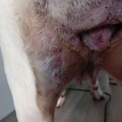 Plötzlicher nässender und blutiger Ausschlag bei unserem Hund?-Beitrag-Bild