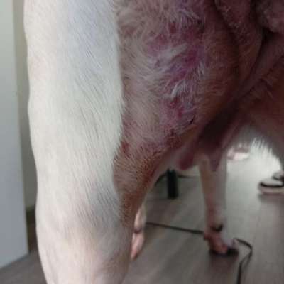 Plötzlicher nässender und blutiger Ausschlag bei unserem Hund?-Beitrag-Bild