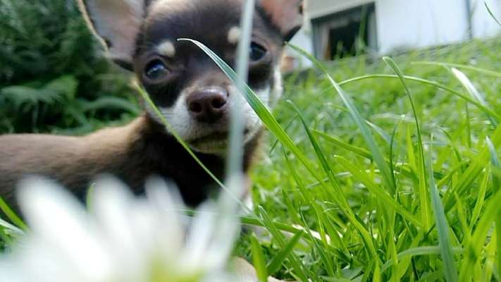 Challenge 23 : "  Euer Hund beim Frühlingserwachen "-Beitrag-Bild