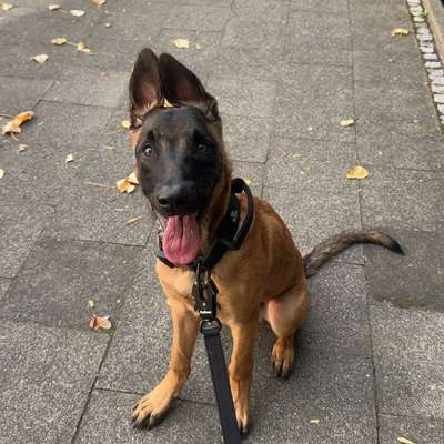 Hundetreffen-spielpartner gesucht-Bild
