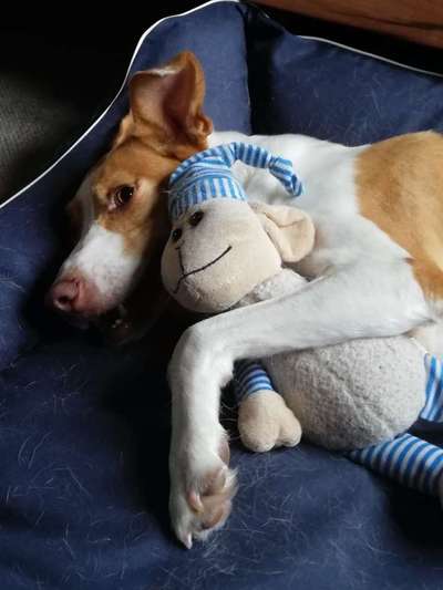 Der Lieblingsplüschi eures Vierbeiners-Beitrag-Bild