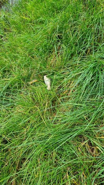 Giftköder-Hähnchenteile im Gras-Bild