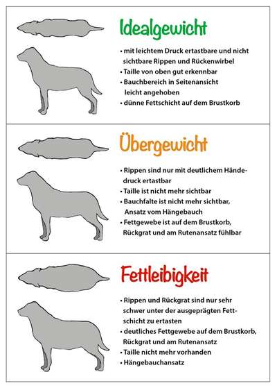 Hund zu dick ?-Beitrag-Bild