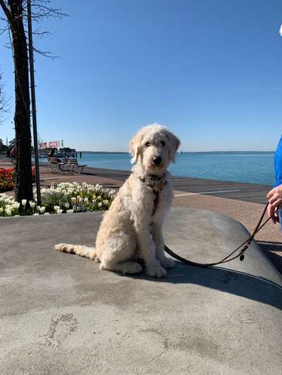 Mischlinge raten - Rätselspaß-Beitrag-Bild