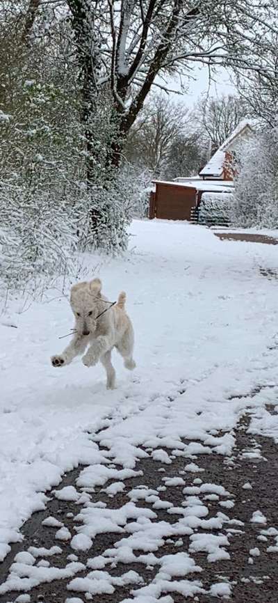Schnee Foto-Beitrag-Bild