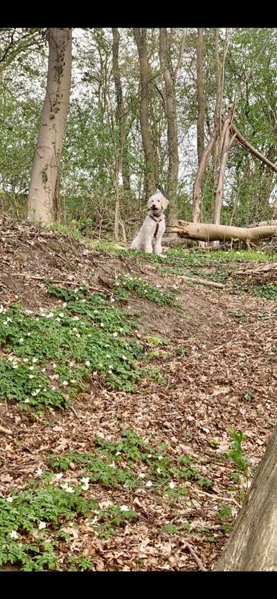 Labradorfans-Beitrag-Bild