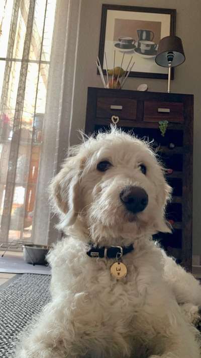 Labradorfans-Beitrag-Bild