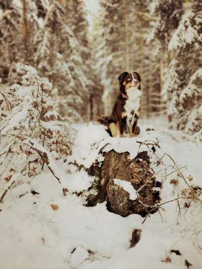 Dogorama Photo Challenge - Winterstimmung-Beitrag-Bild