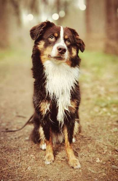 Wald Bild-Beitrag-Bild