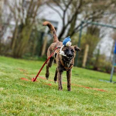 Hundetreffen-Gassitreff-Bild