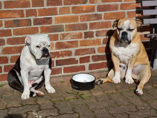 Olde English Bulldogge-Beitrag-Bild