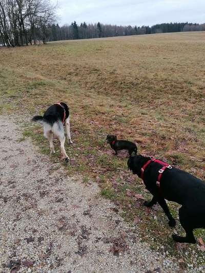 Diskussion zum neuen Entwurf des Tierschutzgesetzes....-Beitrag-Bild