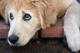 Beim zweiten mal Aufeinandertreffen, wurde nach Elly geschnappt-Beitrag-Bild