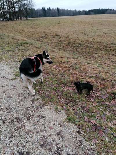 Diskussion zum neuen Entwurf des Tierschutzgesetzes....-Beitrag-Bild