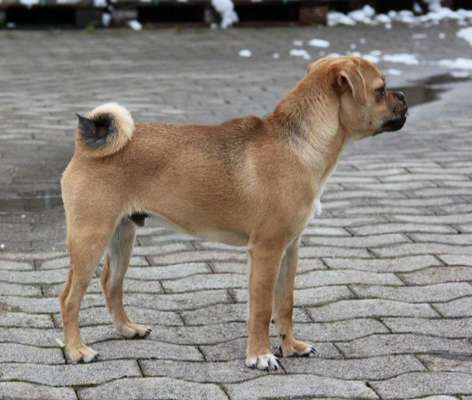 Diskussion zum neuen Entwurf des Tierschutzgesetzes....-Beitrag-Bild