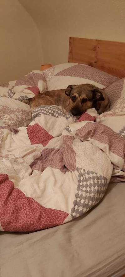 Darf der Hund bei Euch im Bett schlafen?-Beitrag-Bild