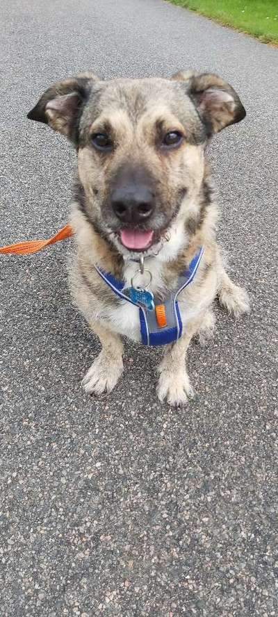 Zeichnungen eurer Hunde-Beitrag-Bild