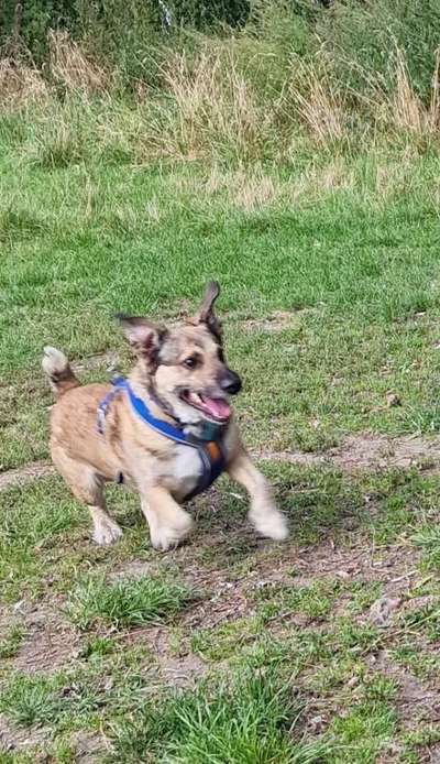 TierschutzhundeStammtisch🐕-Beitrag-Bild