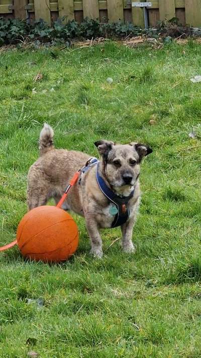 Unsere Fellnasen-Vielfalt im Überblick!-Beitrag-Bild