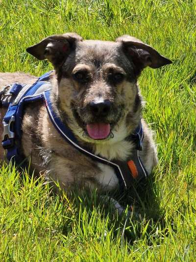 Auslandstierschutz-Beitrag-Bild