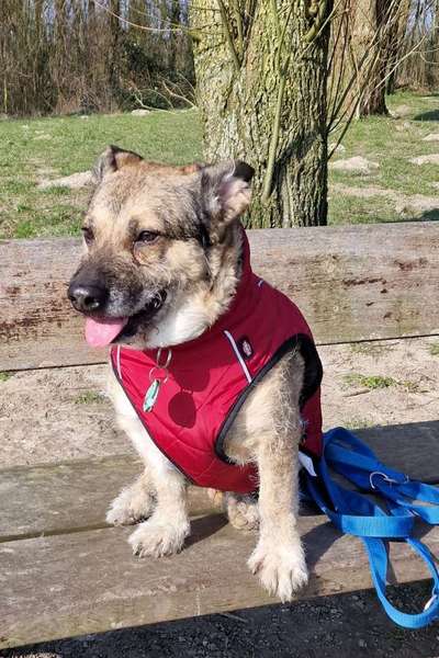 Wie kamst du zu deinem Hund?-Beitrag-Bild