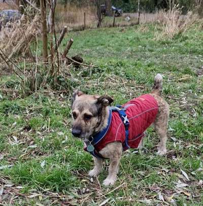 TierschutzhundeStammtisch🐕-Beitrag-Bild