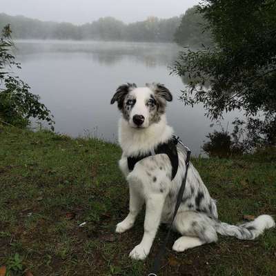 Hundetreffen-Spielfreunde gesucht 🐕-Bild