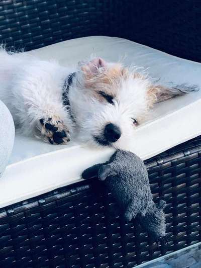 Welpen Bilder !-Beitrag-Bild